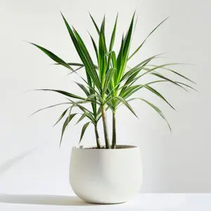 product 05